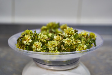 Sample of natural hops in a white container prepared to be measured for making beer