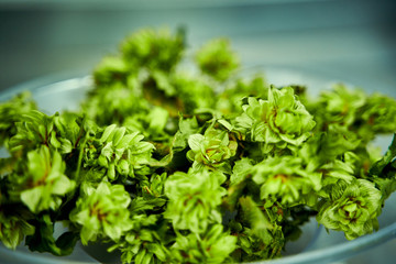 Sample of natural green hops in a container prepared for making beer