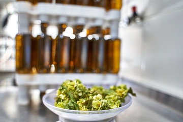 Sample of natural hops prepared for measuring and beer in a brewery with the machinery on the...