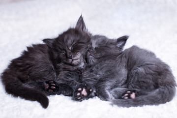 Two sleeping kitten Maine Coon