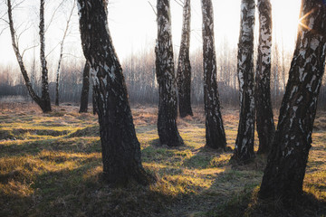 Path in birch forest in early spring