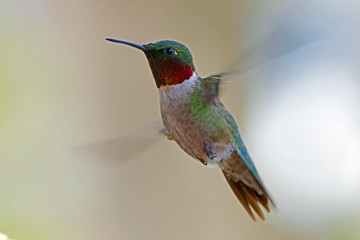 Fototapeta na wymiar Ruby-throated Hummingbird in Flight