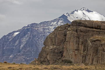 Chile – lama against the backdrop of the mountains.