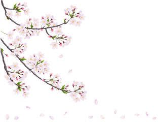 Obraz na płótnie Canvas Branche of cherry on the white background.