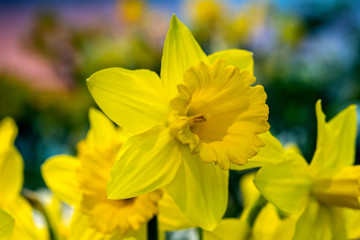 Yellow narcissus (Narcissus poeticus) in garden