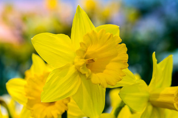 Yellow narcissus (Narcissus poeticus) in garden