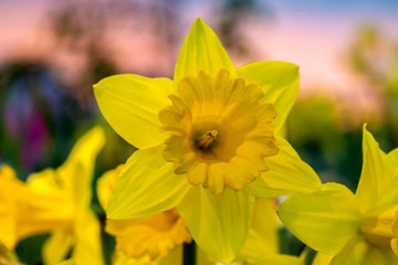 Yellow narcissus (Narcissus poeticus) in garden
