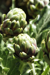 Obraz premium Homegrown Artichoke (Cynara scolymus), a perennial edible thistle, ready to harvest.
