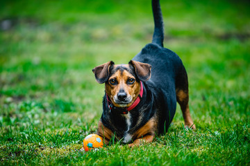 pies bawiący się z piłką