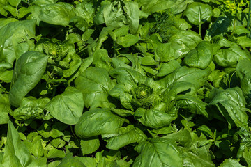 Fresh green growing spinach on the garden at sunny day