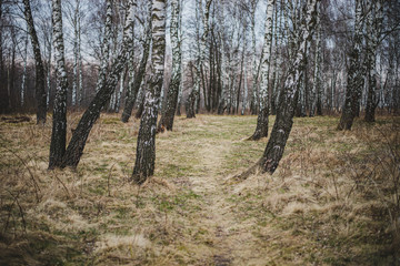 Path in birch forest in early spring