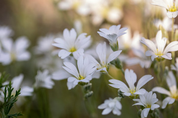 
White flowers on a blurred background
