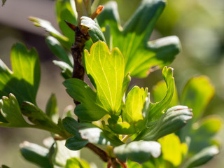 Grüne Blätter im Frühling an einem sonnigen Tag