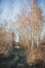 Path in birch forest in early spring