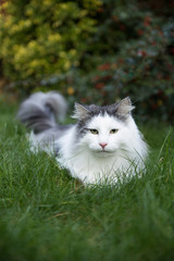 Norwegian cat in garden