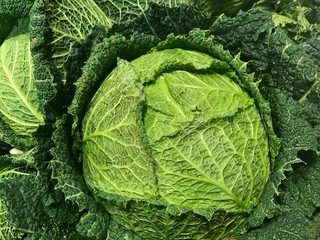 Savoy cabbage close up