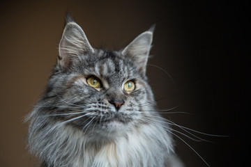 Portret of Maine Coon cat