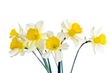 few gentle beautiful daffodils