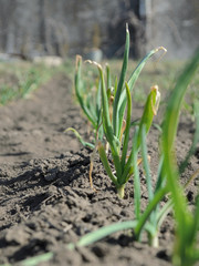 Onion garden