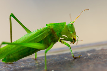 Green grasshopper on porch closeup.