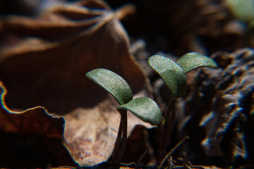 Spring Sprouts