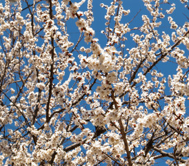Blooming apricot. Sunny spring day.