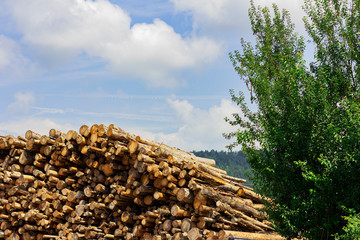Stack of firewood. Firewood outdoors. Sawn trees.