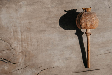 Dry opium poppy on wooden background. Top view. Copy, empty space for text