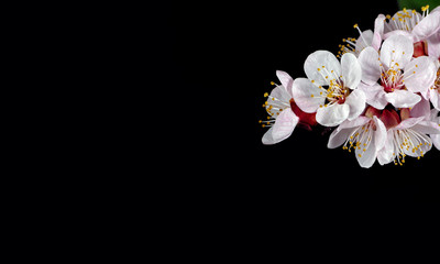 Fototapeta na wymiar apricot blossom branch isolated on black. copy spaces