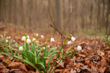 Märzenbecher blühen im Wald