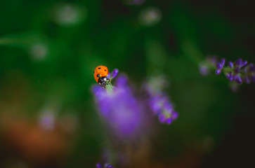 ladybug slowly creeps along a branch of blooming brazil lavender