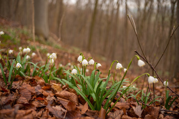 Märzenbecher blühen im Wald