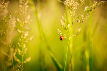 ladybug bask in the sun in the field