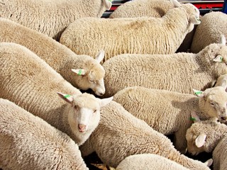 Schafe beim Tiertransport