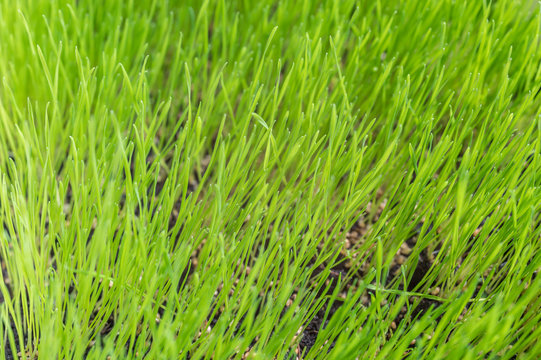 Frisch angepflanzter Rasen als gr&uuml;ner nat&uuml;rlicher Hintergrund oder Textur