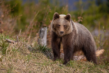 A brown bear in forest. Wild Brown Bear. Scientific name: Ursus arctos. Natural habitat.