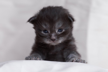 Little black maine coon kitten