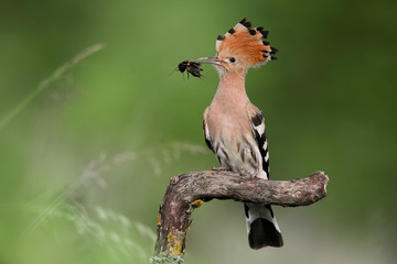 Eurasian Hoopoe or Common Hoopoe (Upupa epops) the beautiful brown bird with spiky hair perching on the top of big log waiting to feed its chicks in the hole nest, beautiful crested bird