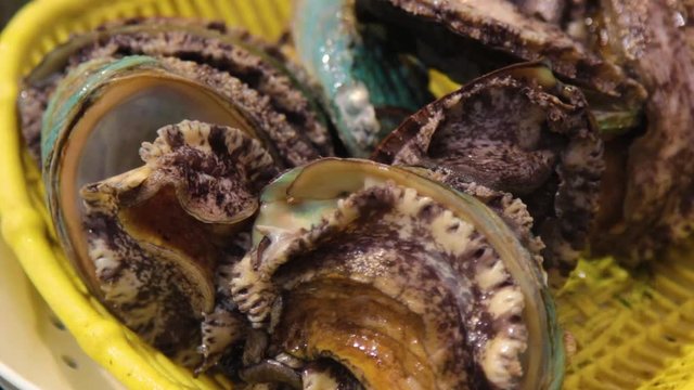 Fresh Abalone in Jeju Island, South Korea