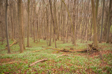Märzenbecher blühen im Wald