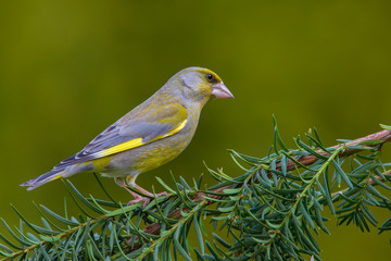 European greenfinch (Chloris chloris) on a branch in the forest