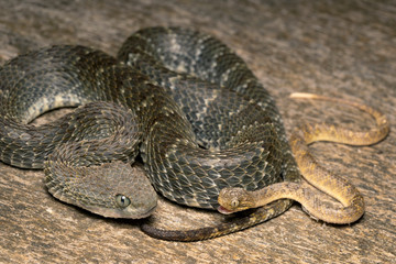 Adult Female Bush Viper snake with newborn baby.