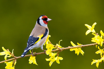 Goldfinch (Carduelis carduelis) perched on a branch.Bird sitting on a branch.Bird of Europe.Slovakia