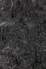 Fototapeta na wymiar Background texture burnt grass. Scorched earth.