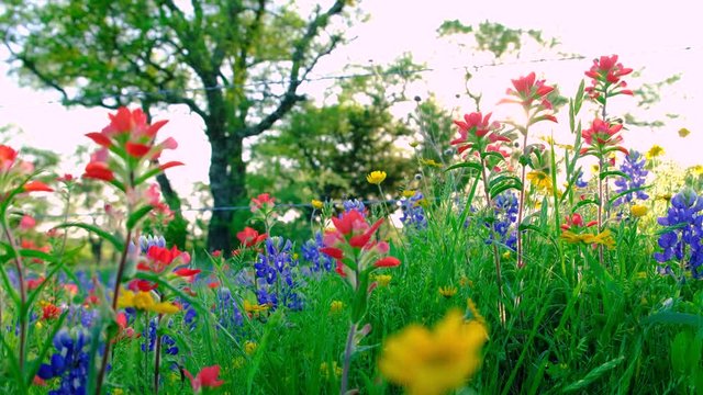 Beautiful meadow of Texas Hill Country wildflowers and fresh spring green grass. Colorful wild flowers, bluebonnets (Lupinus Texensis), Indian Paintbrush (Castilleja indivisa) and Four-Nerve Daisies 