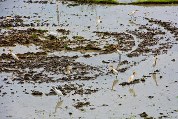 Egrets on plowing the rice field. Bali, Indonesia.