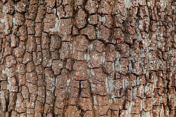 Baum Rinde Struktur 