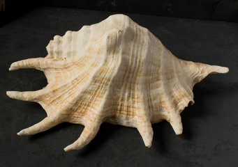 Seashell on a black background