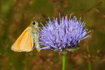 
Butterfly sitting on blooming flowers