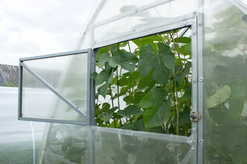 Open window of a greenhouse and many grape leaves